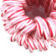 Lollipops LAZDELĖS 12g